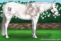 Horse Color:White Spotted Bay Splash Appaloosa