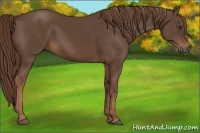 Horse Color:Liver Chestnut 