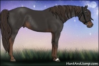 Horse Color:Liver Chestnut Rabicano 