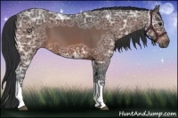 Horse Color:Bay Ice