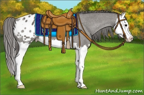 Horse Color:Grullo Splash Appaloosa 