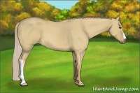 Horse Color:Palomino Roan Dun 