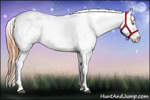 Horse Color:Bay Pearl Appaloosa 