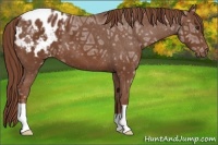 Horse Color:Chestnut Ice Appaloosa 
