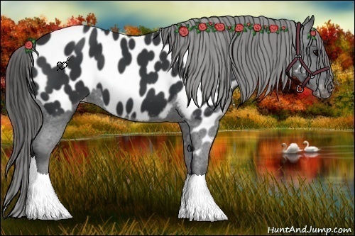 Horse Color:Black Appaloosa