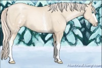 Horse Color:White Spotted Gold Cream Champagne Pearl 