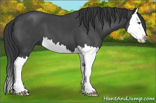 Horse Color:Blue Roan Splash 