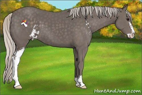 Horse Color:Silver Black Sabino 