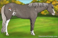 Horse Color:Silver Black Sabino 
