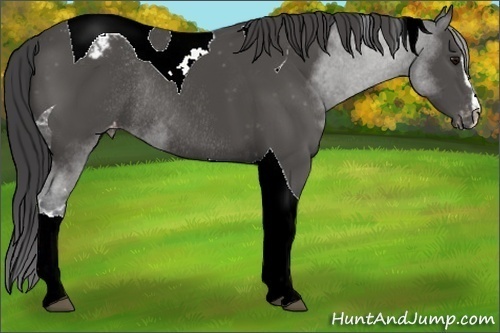 Horse Color:Black Sabino Tobiano Appaloosa Rabicano 