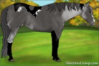 Horse Color:Black Sabino Tobiano Appaloosa Rabicano