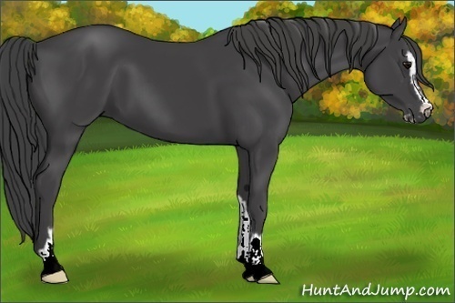 Horse Color:Smoky Black Sabino 