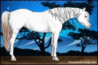 Horse Color:Chestnut Sabino Appaloosa Rabicano 