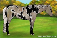 Horse Color:White Spotted Silver Black Rabicano 