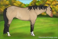 Horse Color:Brown Dun Rabicano