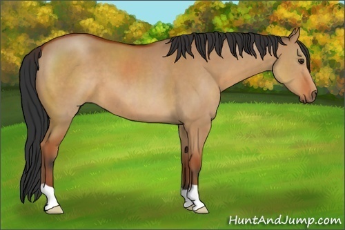 Horse Color:Bay Dun