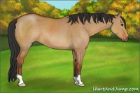 Horse Color:Bay Dun 