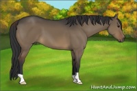 Horse Color:Brown Dun 