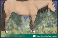Horse Color:Amber Champagne 