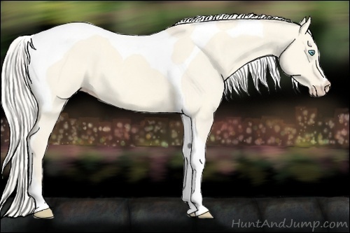 Horse Color:Cremello Dun Tobiano
