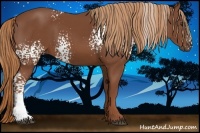 Horse Color:White Spotted Chestnut 