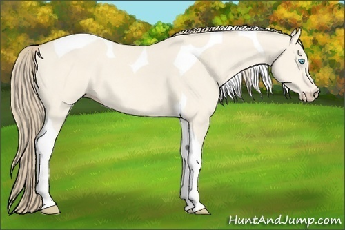 Horse Color:Perlino Dun Tobiano 