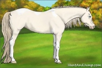 Horse Color:Perlino Dun Tobiano 