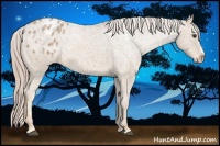 Horse Color:Palomino Ice Appaloosa 