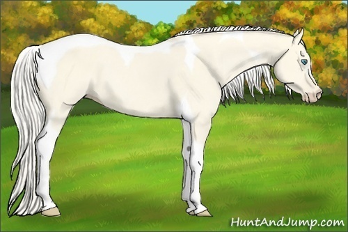 Horse Color:Cremello Dun Tobiano 