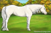 Horse Color:Cremello Dun Tobiano