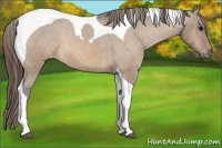Horse Color:Bay Dun Tobiano Varnish Rabicano