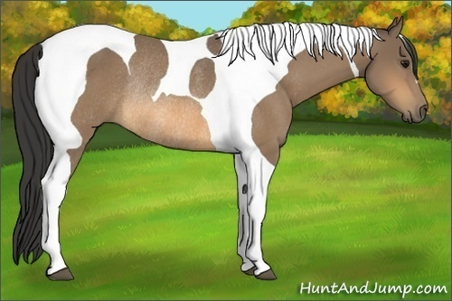 Horse Color:Buckskin Tobiano Rabicano 