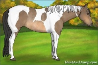 Horse Color:Buckskin Tobiano Rabicano