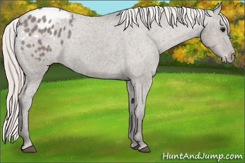 Horse Color:Silver Grullo Appaloosa 