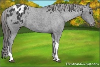 Horse Color:Black Tobiano Varnish Rabicano 