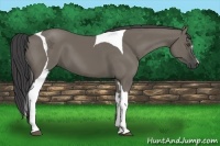 Horse Color:Smoky Grullo Tobiano