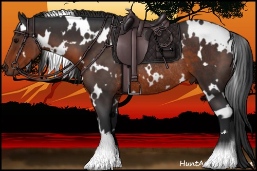 Horse Color:White Spotted Brown Rabicano 