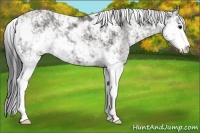 Horse Color:Grullo Sabino
