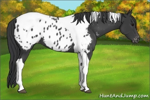 Horse Color:Black Tobiano Near Leopard