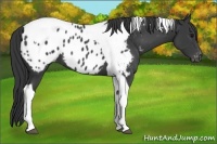 Horse Color:Black Tobiano Near Leopard 