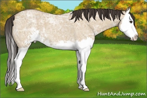 Horse Color:Buckskin Ice Roan Dun Sabino Splash