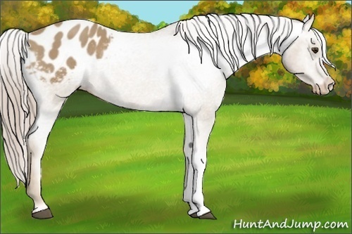 Horse Color:Palomino Roan Varnish Rabicano