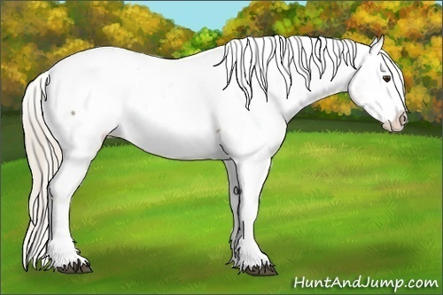Horse Color:Palomino Near Fewspot 