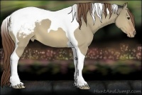 Horse Color:Buckskin Dun Tobiano Appaloosa 