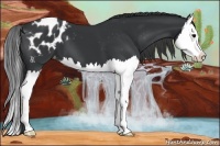 Horse Color:Black Sabino Splash Appaloosa 