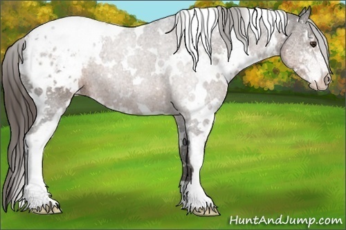 Horse Color:White Spotted Liver Chestnut Sabino Appaloosa