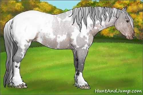 Horse Color:White Spotted Liver Chestnut Varnish 