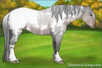 Horse Color:White Spotted Liver Chestnut Varnish