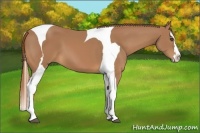 Horse Color:Chestnut Splash Tobiano