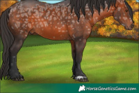 Horse Color:Bay Ice 
